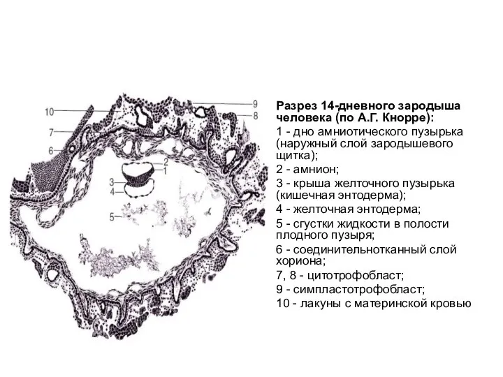 Разрез 14-дневного зародыша человека (по А.Г. Кнорре): 1 - дно амниотического пузырька
