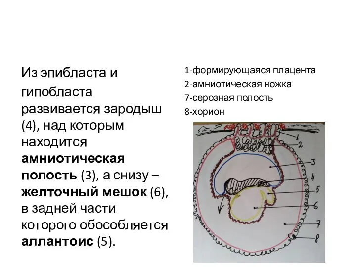 Из эпибласта и гипобласта развивается зародыш (4), над которым находится амниотическая полость