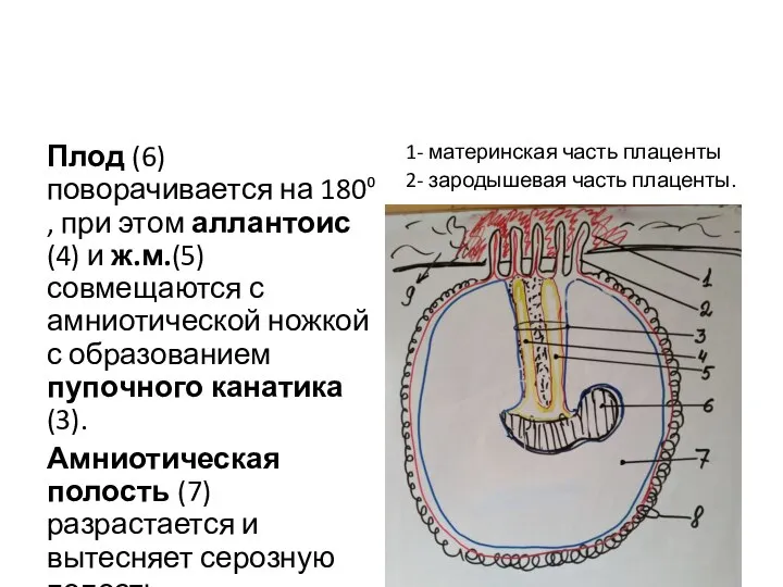 Плод (6) поворачивается на 180⁰ , при этом аллантоис (4) и ж.м.(5)