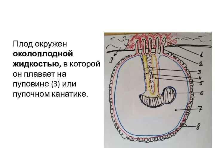 Плод окружен околоплодной жидкостью, в которой он плавает на пуповине (3) или пупочном канатике.