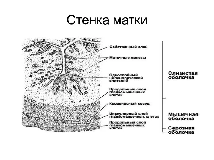 Стенка матки