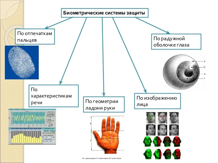 Биометрические системы защиты По отпечаткам пальцев По характеристикам речи По геометрии ладони