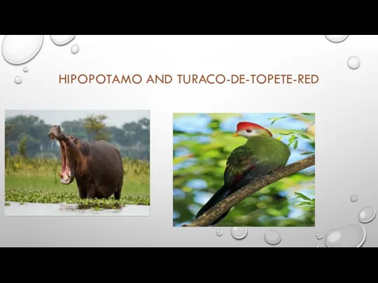 HIPOPOTAMO AND TURACO-DE-TOPETE-RED