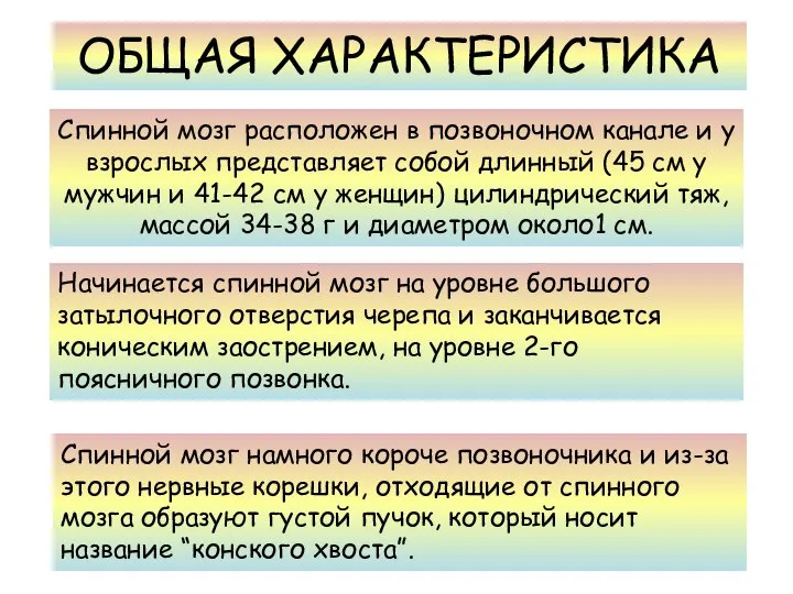 Спинной мозг расположен в позвоночном канале и у взрослых представляет собой длинный