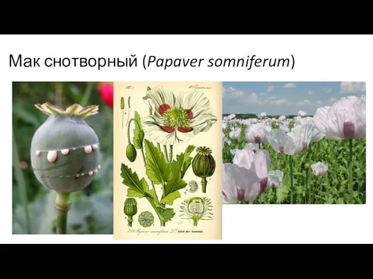 Мак снотворный (Papaver somniferum)