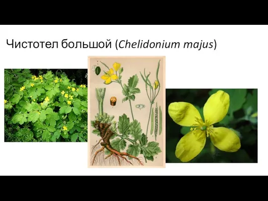 Чистотел большой (Chelidonium majus)