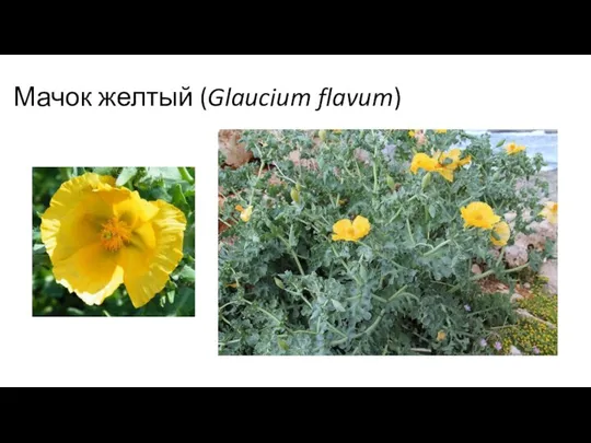 Мачок желтый (Glaucium flavum)