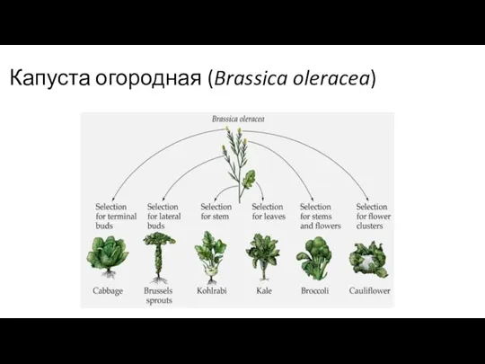Капуста огородная (Brassica oleracea)