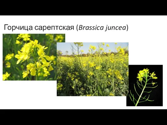 Горчица сарептская (Brassica juncea)