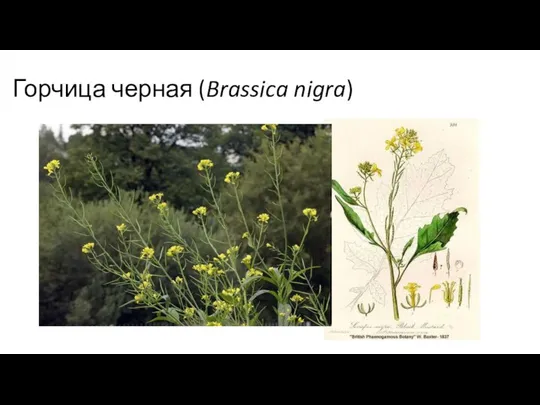 Горчица черная (Brassica nigra)