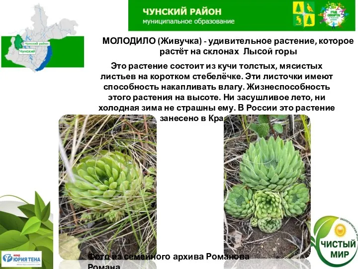 МОЛОДИЛО (Живучка) - удивительное растение, которое растёт на склонах Лысой горы Это