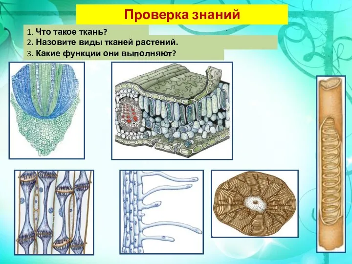 Проверка знаний 1. Что такое ткань? 2. Назовите виды тканей растений. 3. Какие функции они выполняют?