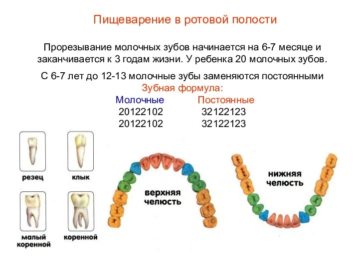 Прорезывание молочных зубов начинается на 6-7 месяце и заканчивается к 3 годам