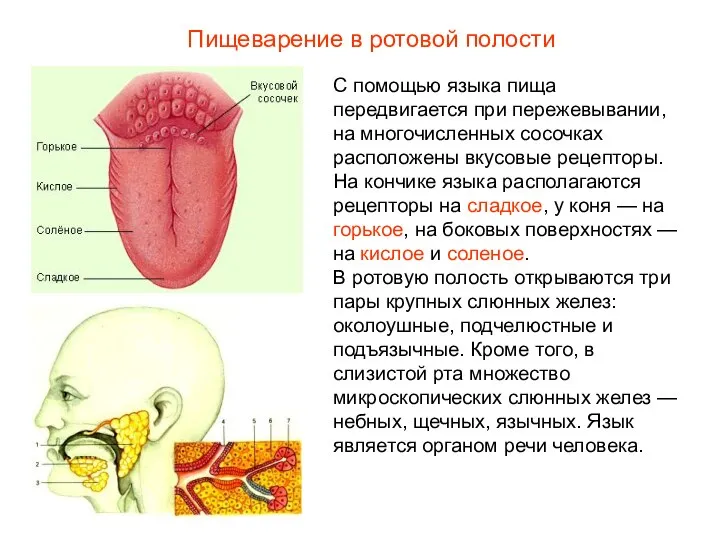 С помощью языка пища передвигается при пережевывании, на многочисленных сосочках расположены вкусовые