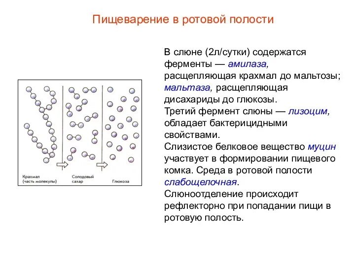 В слюне (2л/сутки) содержатся ферменты — амилаза, расщепляющая крахмал до мальтозы; мальтаза,