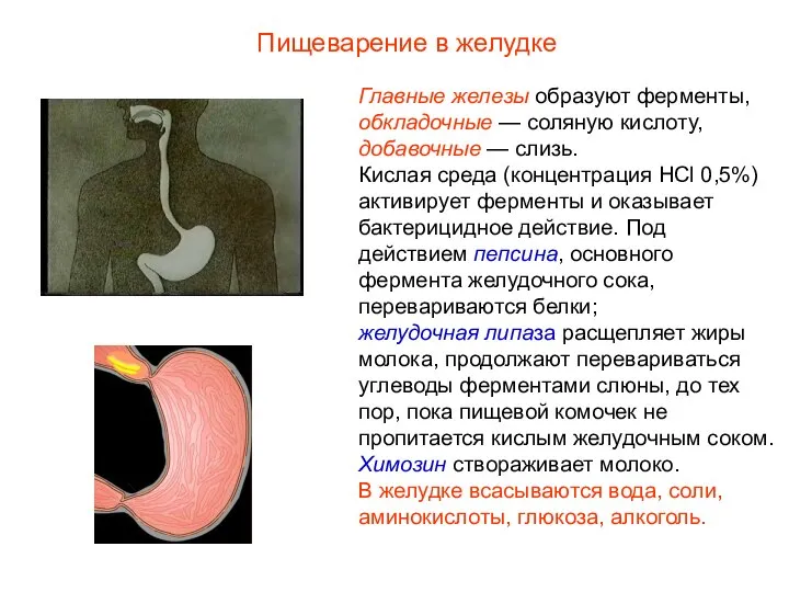 Главные железы образуют ферменты, обкладочные — соляную кислоту, добавочные — слизь. Кислая