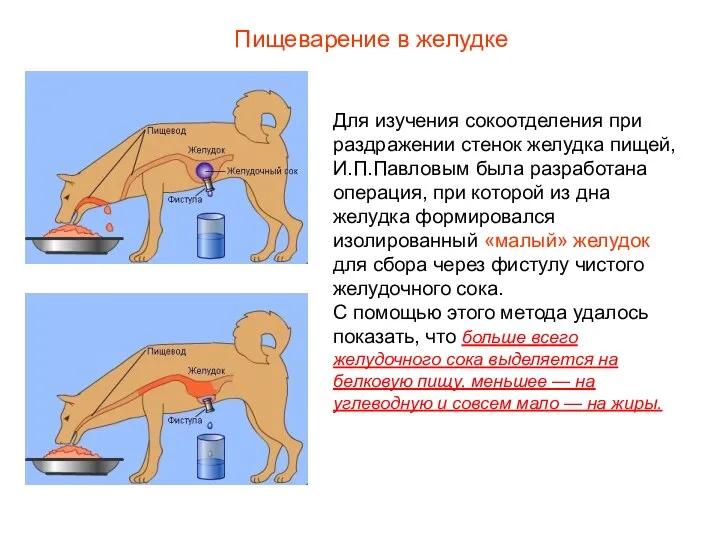 Для изучения сокоотделения при раздражении стенок желудка пищей, И.П.Павловым была разработана операция,