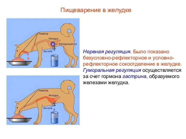 Нервная регуляция. Было показано безусловно-рефлекторное и условно-рефлекторное сокоотделение в желудке. Гуморальная регуляция