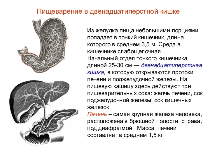 Из желудка пища небольшими порциями попадает в тонкий кишечник, длина которого в