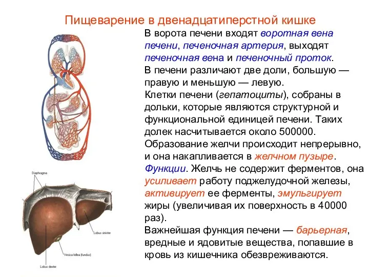 В ворота печени входят воротная вена печени, печеночная артерия, выходят печеночная вена