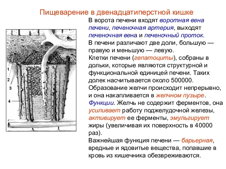 В ворота печени входят воротная вена печени, печеночная артерия, выходят печеночная вена