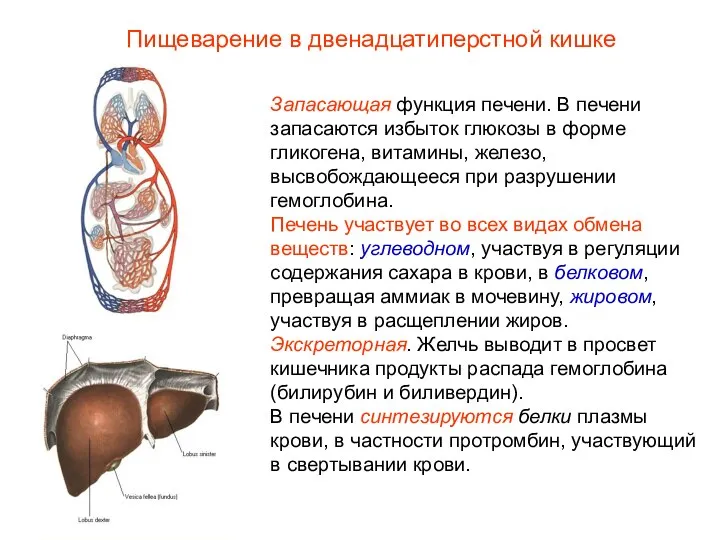 Запасающая функция печени. В печени запасаются избыток глюкозы в форме гликогена, витамины,