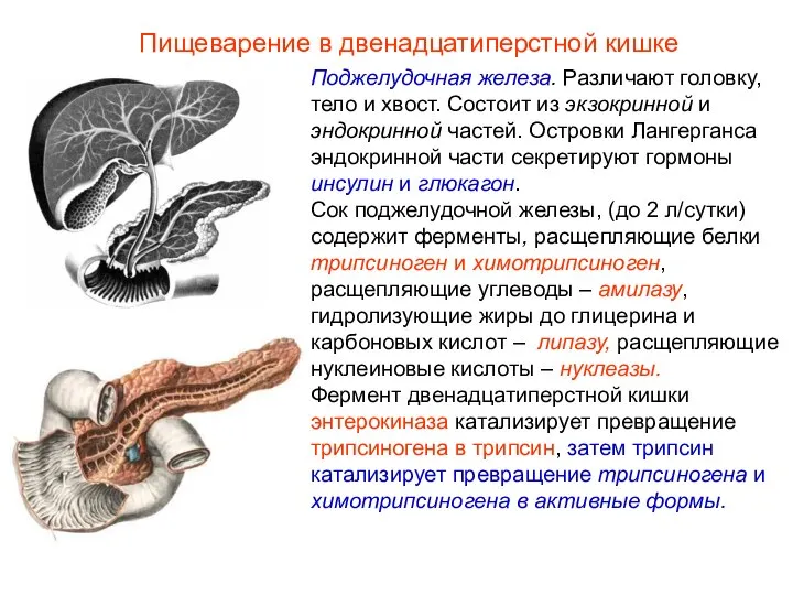 Поджелудочная железа. Различают головку, тело и хвост. Состоит из экзокринной и эндокринной