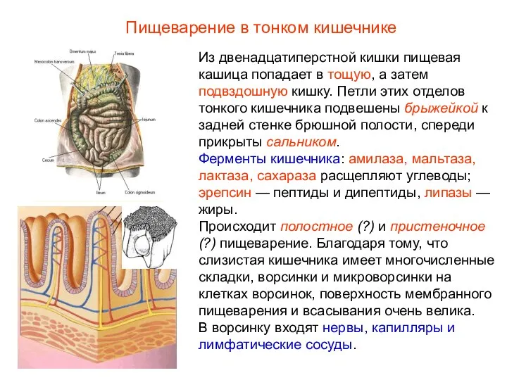 Из двенадцатиперстной кишки пищевая кашица попадает в тощую, а затем подвздошную кишку.