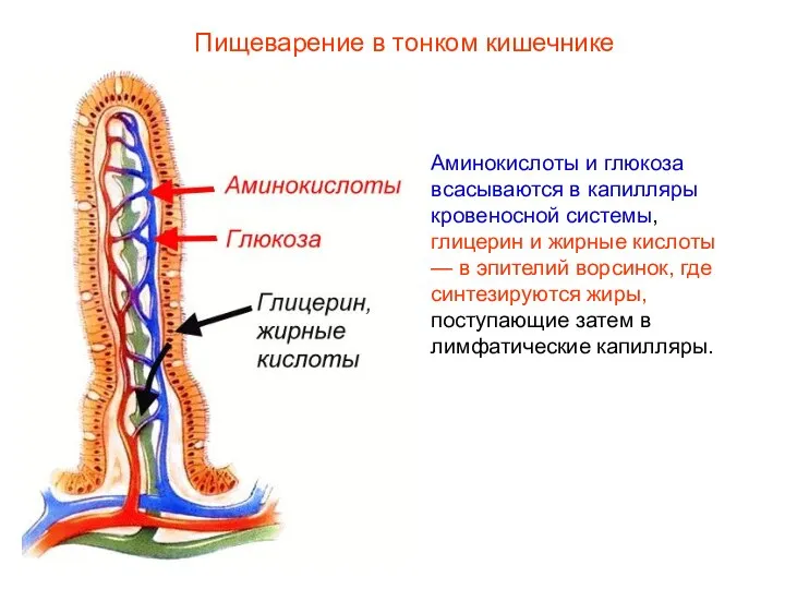 Аминокислоты и глюкоза всасываются в капилляры кровеносной системы, глицерин и жирные кислоты