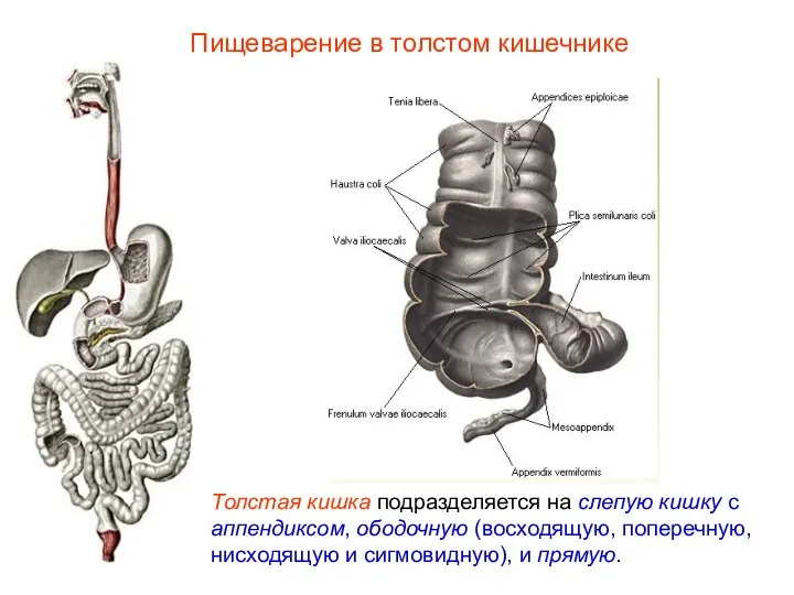 Толстая кишка подразделяется на слепую кишку с аппендиксом, ободочную (восходящую, поперечную, нисходящую