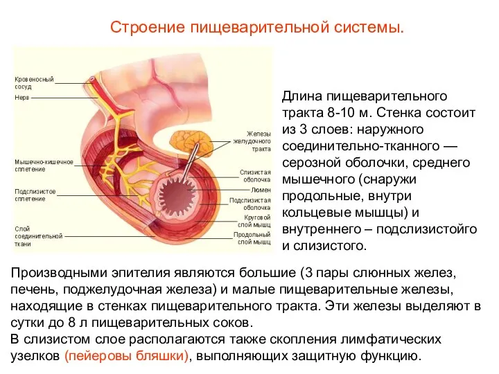 Длина пищеварительного тракта 8-10 м. Стенка состоит из 3 слоев: наружного соединительно-тканного