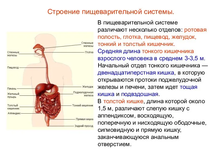 Строение пищеварительной системы. В пищеварительной системе различают несколько отделов: ротовая полость, глотка,