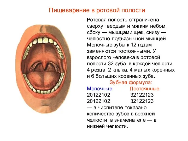 Ротовая полость отграничена сверху твердым и мягким небом, сбоку — мышцами щек,