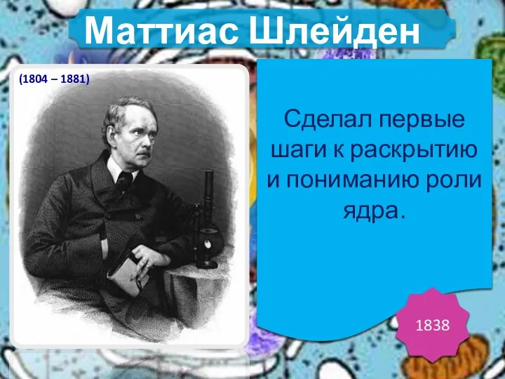 Сделал первые шаги к раскрытию и пониманию роли ядра. 1838 (1804 – 1881) Маттиас Шлейден