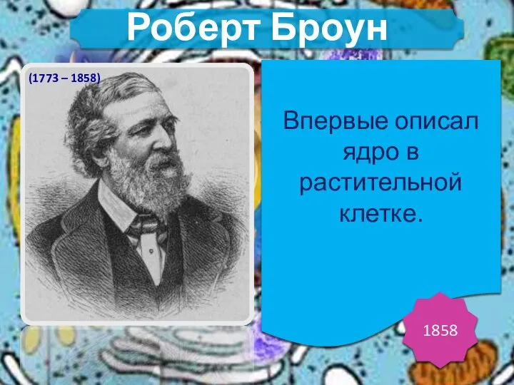 Впервые описал ядро в растительной клетке. 1858 Роберт Броун (1773 – 1858)