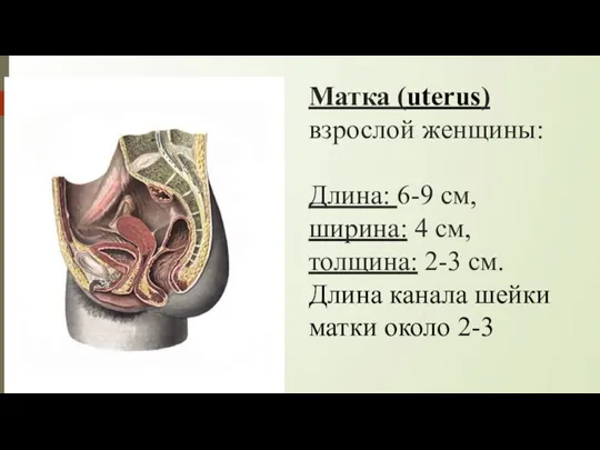 Матка (uterus) взрослой женщины: Длина: 6-9 см, ширина: 4 см, толщина: 2-3