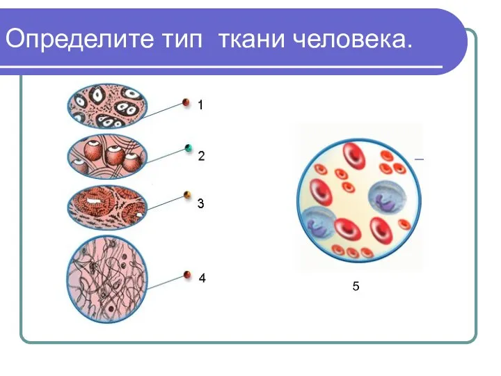 Определите тип ткани человека. 5