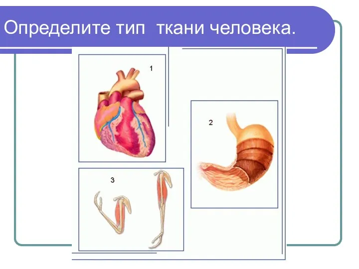 Определите тип ткани человека.