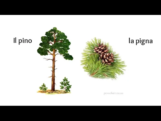 la pigna Il pino