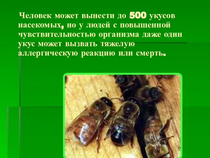 Человек может вынести до 500 укусов насекомых, но у людей с повышенной