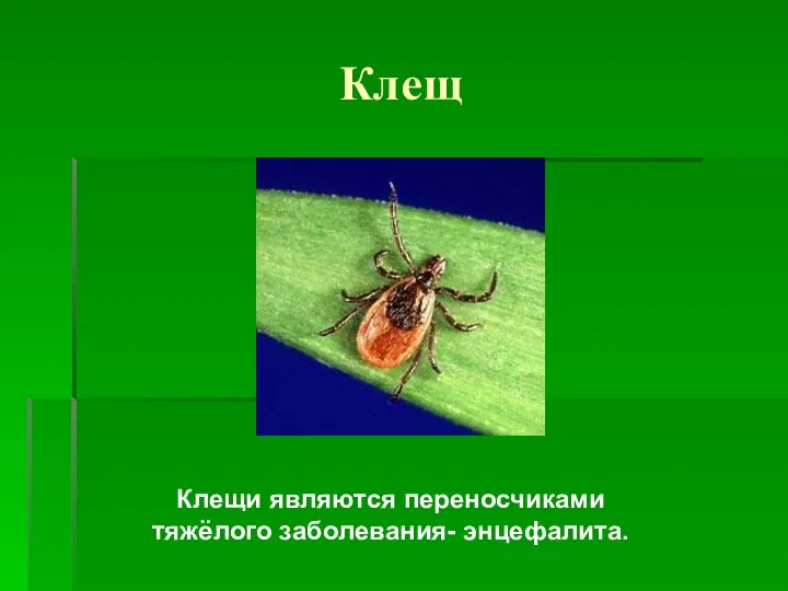 Клещ Клещи являются переносчиками тяжёлого заболевания- энцефалита.