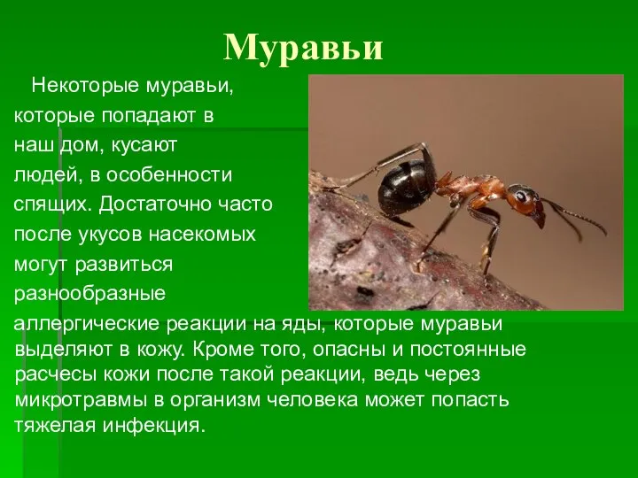 Муравьи Некоторые муравьи, которые попадают в наш дом, кусают людей, в особенности