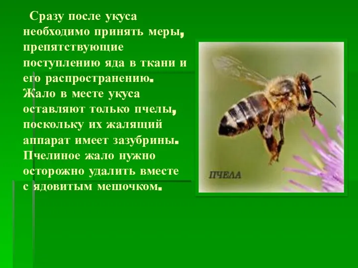 Сразу после укуса необходимо принять меры, препятствующие поступлению яда в ткани и