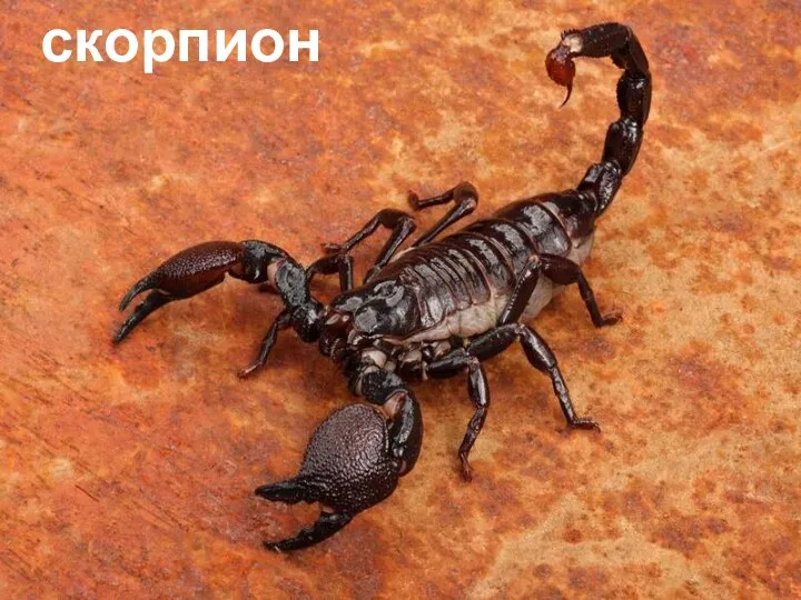 Паукообразные Паукообразные – это в основном сухопутные членистоногие, которые имеют восемь ног.