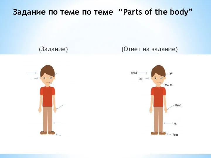 Задание по теме по теме “Parts of the body” (Задание) (Ответ на задание)