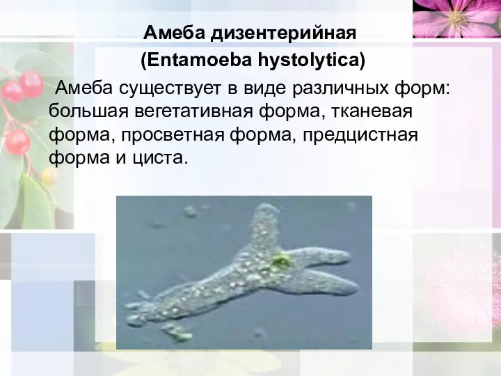 Амеба дизентерийная (Entamoeba hystolytica) Амеба существует в виде различных форм: большая вегетативная