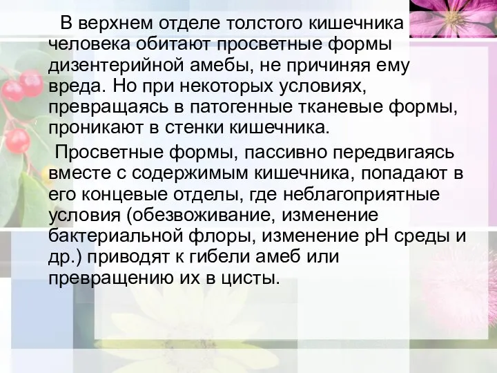 В верхнем отделе толстого кишечника человека обитают просветные формы дизентерийной амебы, не