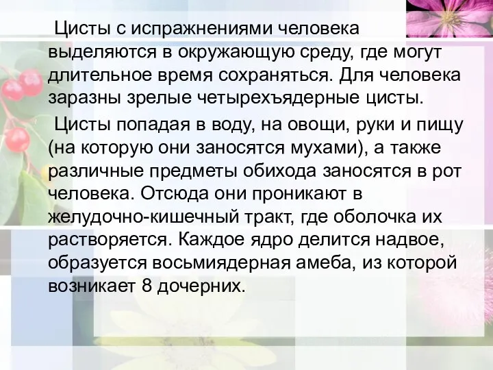 Цисты с испражнениями человека выделяются в окружающую среду, где могут длительное время