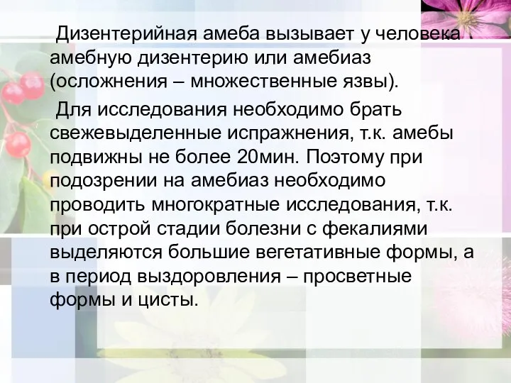 Дизентерийная амеба вызывает у человека амебную дизентерию или амебиаз (осложнения – множественные