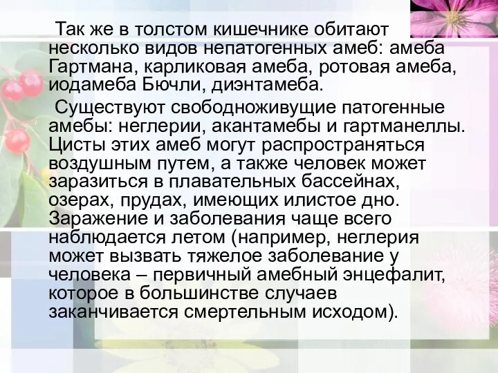 Так же в толстом кишечнике обитают несколько видов непатогенных амеб: амеба Гартмана,